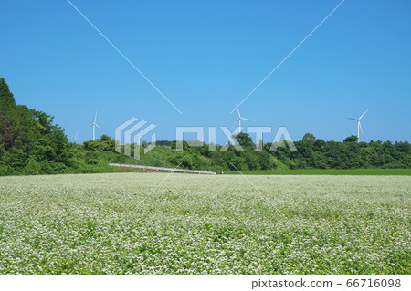 夏天蕎麥領域 夏天蕎麥領域 66716098