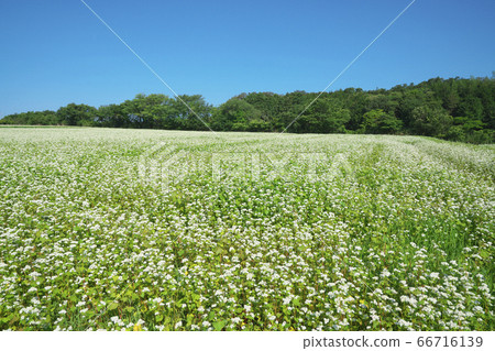 Summer buckwheat field 66716139