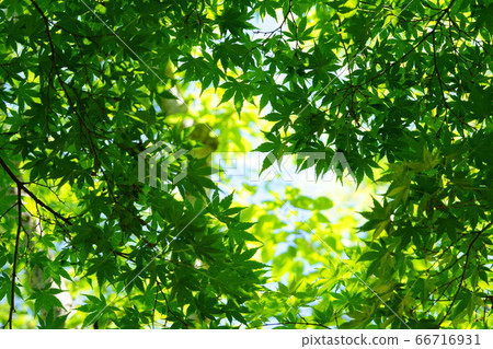 Ao-momiji no Kibi-ru 12 Ao-momiji no Kibi-ru 12 66716931