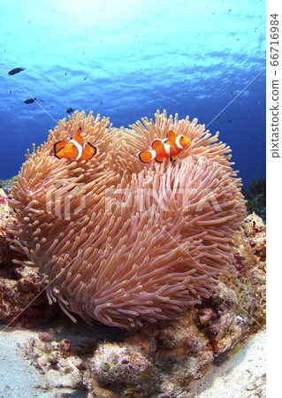 Clown anemonefish and sea anemones Clown anemonefish and sea anemones 66716984