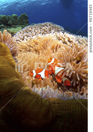 Clown anemonefish and sea anemones Clown anemonefish and sea anemones 66716985