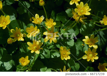 Closeup beautiful small yellow flowers 66717239