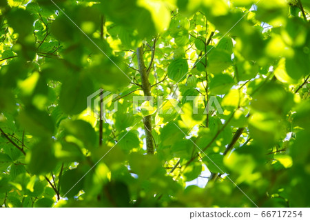 Yamaboshi fresh green-1 66717254