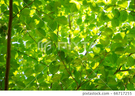 Yamaboshi Fresh Green-3 66717255