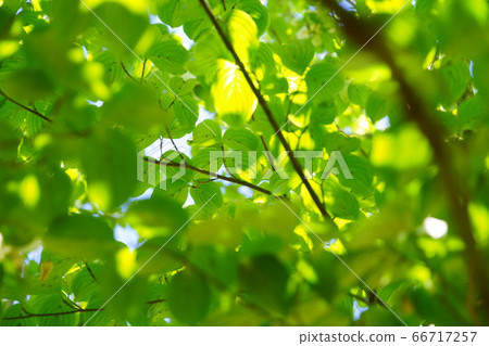 Fresh green of Yamaboshi-5 Fresh green of Yamaboshi-5 66717257