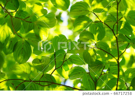 Yamaboshi Fresh Green-7 66717258