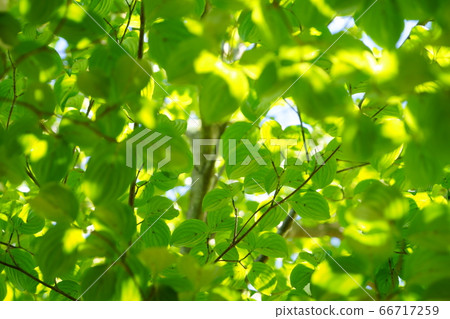 Yamaboshi Fresh Green-9 66717259