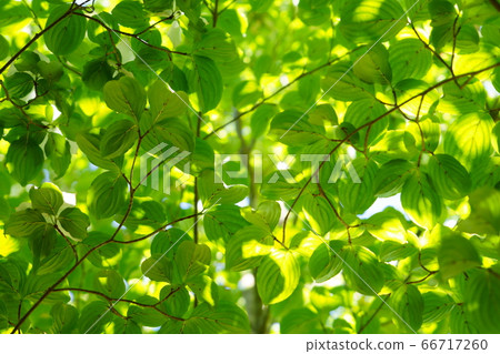 Yamaboushi's Fresh Green-11 Yamaboushi's Fresh Green-11 66717260