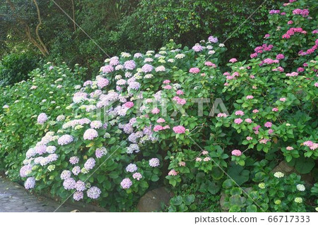 花卉，植物，繡球花，城山公園，初夏，五彩繽紛，五彩繽紛，五彩繽紛，色彩豐富 66717333