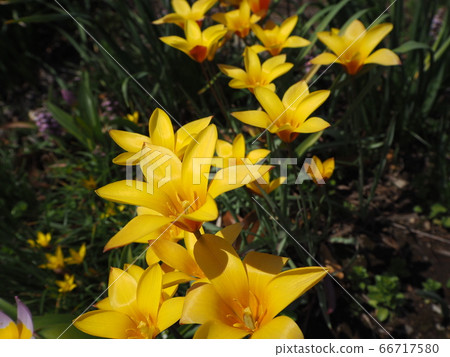 Tulip Tulip 66717580