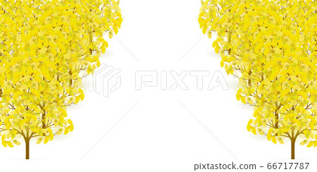 Autumn leaves ginkgo autumn background Autumn leaves ginkgo autumn background 66717787
