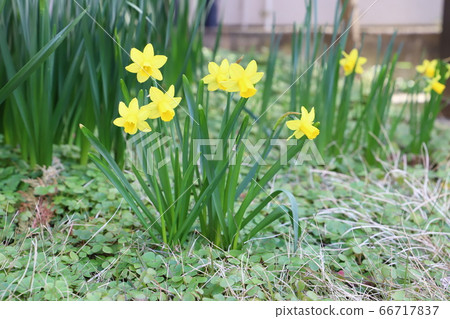 Yellow flower of mini daffodil 66717837