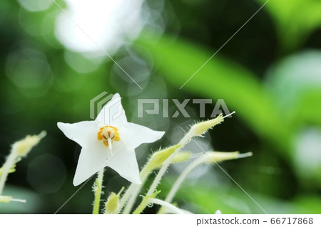 White sardine (rock tobacco) flower White sardine (rock tobacco) flower 66717868