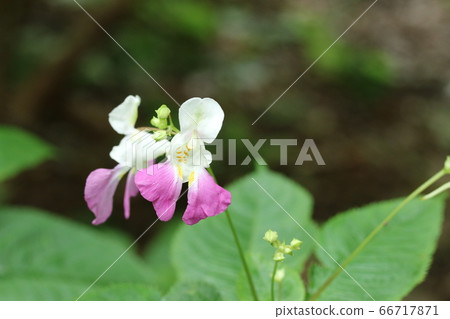 白色和粉紅色的兩色漁船hanatsurifune 花形漁船 照片素材 圖片 圖庫