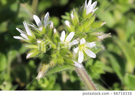 荷蘭mimagna白花 66718338