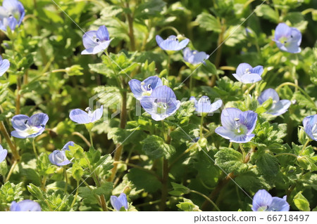 藍花 藍花 66718497