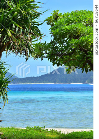 The beautiful sea seen through the gaps between trees / Okinawa Prefecture 66718644