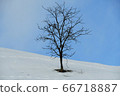 一棵樹 66718887