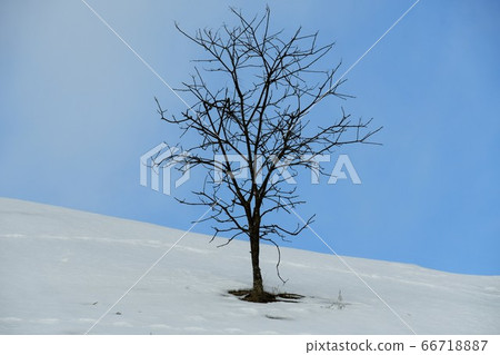 一棵樹 66718887