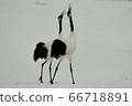 丹頂鶴 66718891
