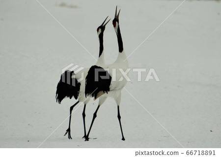 丹頂鶴 66718891