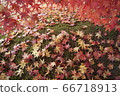 秋天的樹葉 66718913
