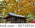 秋天的樹葉 66718916