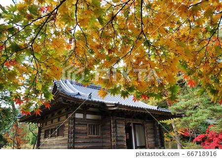 Autumn leaves Autumn leaves 66718916