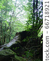 屋久島森林 66718921