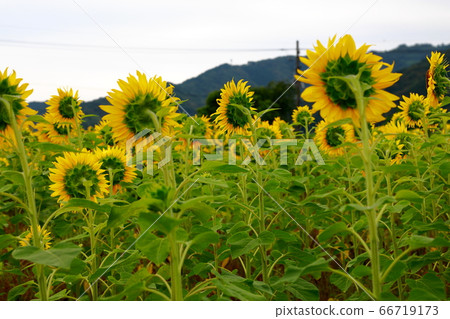 sunflower sunflower 66719173