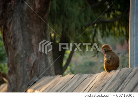 Kathmandu child monkey Kathmandu child monkey 66719305