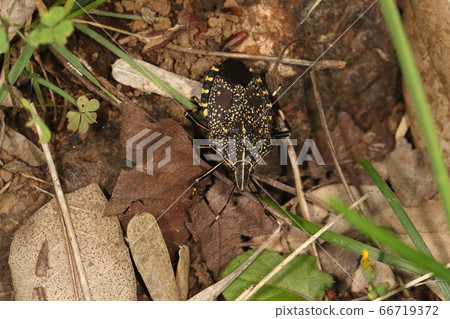 Living creatures Insects Stink bug, Sakura When you find yourself in the cherry tree and approach it, do you intend to fall to the ground and hide? 66719372
