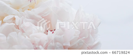 Bouquet of peony flowers as luxury floral background, wedding decoration and event branding 66719824