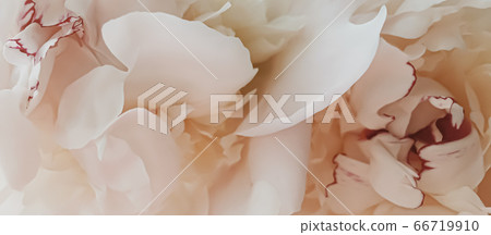 Beige peony flower as abstract floral background for holiday branding 66719910