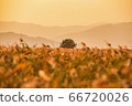 Suncheon Bay Glow 66720026