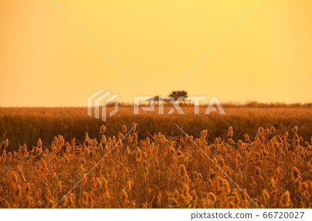 順天灣輝光 66720027