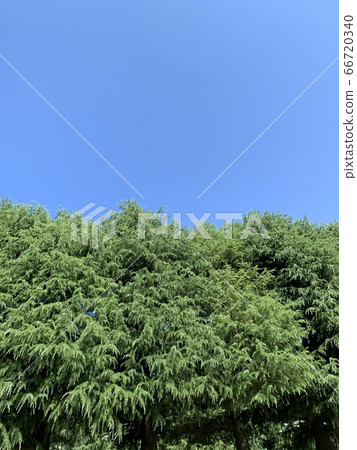 藍天杉木樹仲夏 藍天杉木樹仲夏 66720340