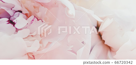Pink peony flower as abstract floral background for holiday branding 66720342