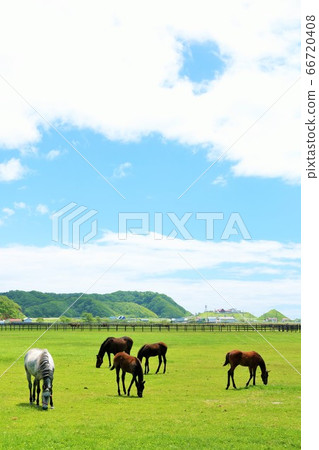 Thoroughbred farm of Hokkaido blue sky Thoroughbred farm of Hokkaido blue sky 66720408