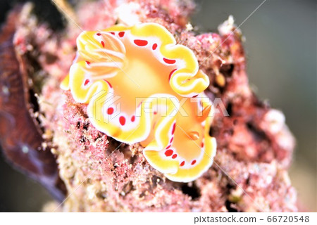 Akaten黃蘑菇(6) Akaten黃蘑菇(6) 66720548