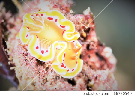 赤天Iromushi(7) 赤天Iromushi(7) 66720549