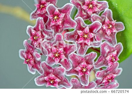 Red Hoya carnosa flowers star shape is blooming Red Hoya carnosa flowers star shape is blooming 66720574