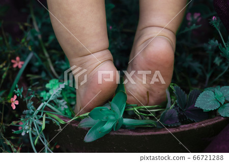 嬰兒的赤腳,腳底和綠色的植物,生長在花盆裡 嬰兒的赤腳,腳底和綠色的植物,生長在花盆裡 66721288