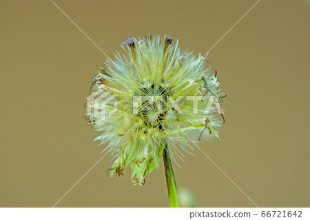 Close up Siam weed in brown background Close up Siam weed in brown background 66721642