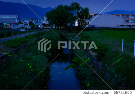 滋賀縣高島市的螢火蟲亂步 66721690