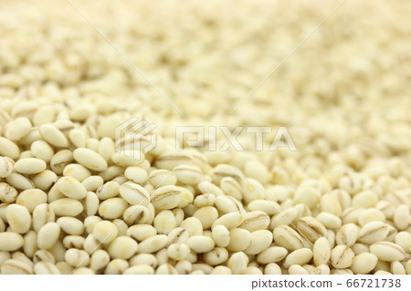 Barley Barley for rice Barley Barley for rice 66721738