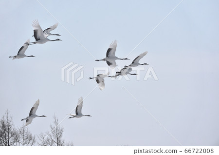 A flock of red-crowned cranes that flew to the feeding area (Tsurui, Hokkaido) 66722008
