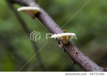 Fungus parasite (Panellus mitis) on trunk tree Fungus parasite (Panellus mitis) on trunk tree 66722460