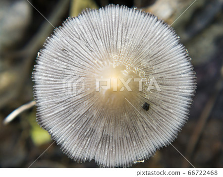 Hare'sfoot Inkcap Fungi, Coprinopsis Lagopus Hare'sfoot Inkcap Fungi, Coprinopsis Lagopus 66722468