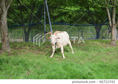 Goat 66722592